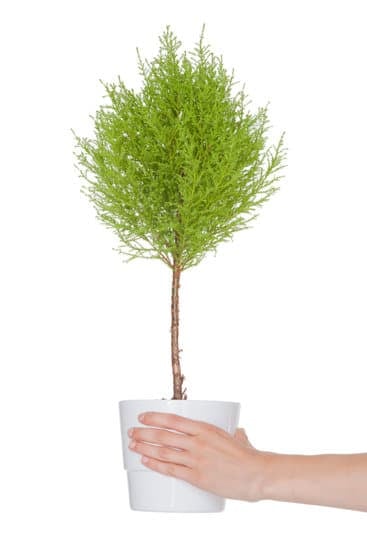 Bonsai Timo 1 guida completa per un giardino zen in miniatura