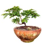 Come Fare Bonsai Di Ulivo ecco come creare un capolavoro verde in vaso