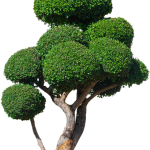 Incantevole bonsai di ulivo tagliato, simbolo di equilibrio e armonia per il giardino rustico