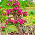 Frasi Bonsai Di Buon Augurio Coltiva frasi bonsai di buon augurio per donare piccole gioie quotidiane