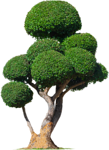 Antonio visual data 2