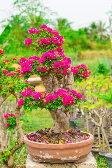 Frasi Bonsai Di Buon Augurio 1 Coltiva frasi bonsai di buon augurio per donare piccole gioie quotidiane