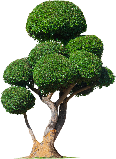 Il Grande Manuale Del Bonsai PDF Download 1 Scarica subito IL GRANDE MANUALE DEL BONSAI in PDF per imparare le migliori tecniche