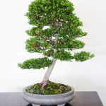 Bonsai Pianta Significato significato e cura di una piccola pianta con grandi significati