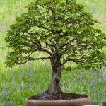 Bonsai Carmona Significato Scopri il significato del Bonsai Carmona e impara a curarlo con amore e attenzione