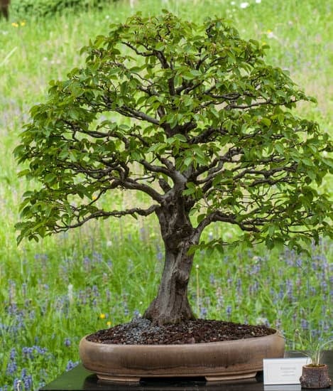 Scopri il significato del Bonsai Carmona e impara a curarlo con amore e attenzione