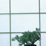 Centro Bonsai Piccin laboratori, eventi e bonsai di alta qualità
