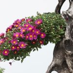 Impostazione Ginepro Bonsai consigli per la crescita e la salute della pianta