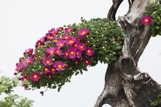 Impostazione Ginepro Bonsai 1 consigli per la crescita e la salute della pianta