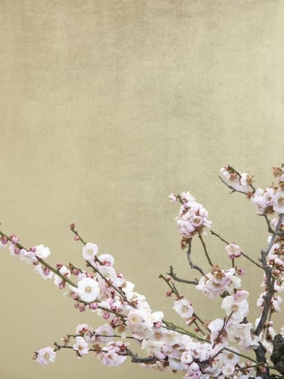 Bonsai Come Bomboniera 1 un simbolo di prosperità e longevità per i tuoi ospiti