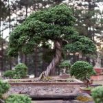 Bonsai Bomboniere Comunione Regala un piccolo e prezioso Bonsai Bomboniera per la Comunione di tuo figlio. Un regalo unico e indimenticabile