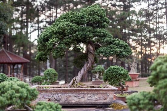 Regala un piccolo e prezioso Bonsai Bomboniera per la Comunione di tuo figlio. Un regalo unico e indimenticabile