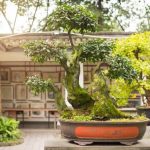 Bonsai Alloro Coltivare e curare con passione il tuo Bonsai Alloro per un tocco di eleganza naturale in casa