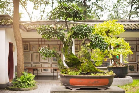 Bonsai Alloro 1 Coltivare e curare con passione il tuo Bonsai Alloro per un tocco di eleganza naturale in casa