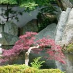 Bonsai Peperoncino un'arte verde e piccante