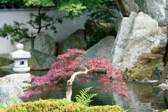 Bonsai Peperoncino 1 un'arte verde e piccante