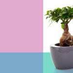 mini alberi da coltivare con cura per un tocco zen in casa o in giardino