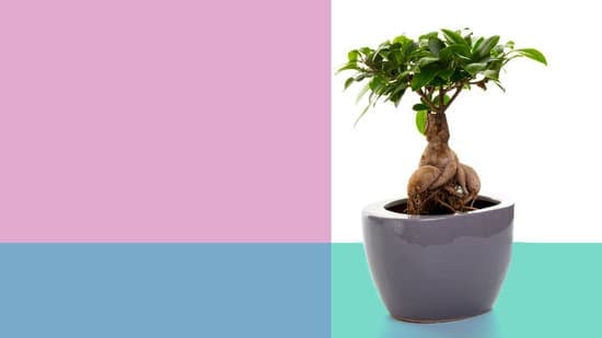 Bonsai Piante 1 mini alberi da coltivare con cura per un tocco zen in casa o in giardino