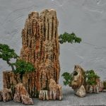 Sughera Bonsai eleganza in miniatura per il tuo giardino giapponese