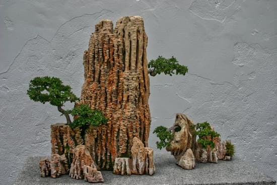 Sughera Bonsai 1 eleganza in miniatura per il tuo giardino giapponese