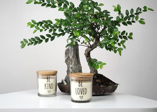 regala un bonsai, simbolo di vita e prosperità, per un evento unico e indimenticabile