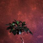 regala mini bonsai per la comunione