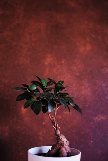 Bomboniere Bonsai Comunione 1 regala mini bonsai per la comunione