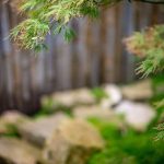 Cosa Fare Se Il Bonsai Perde Le Foglie controllo umidità, luce e innaffiatura per ristabilire la salute della pianta