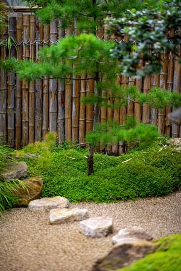 Frasi celebri sul mondo dei bonsai