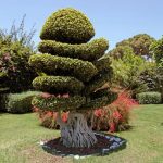 Serra Per Bonsai protezione e crescita ottimali per le tue piante preferite