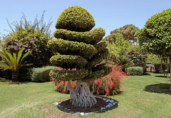 Serra Per Bonsai 1 protezione e crescita ottimali per le tue piante preferite