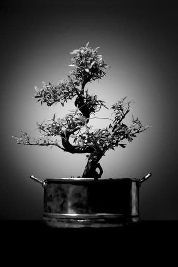 scopri i segreti per preservare il secco dell'albero in modo efficace