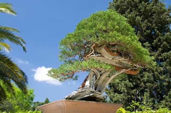 Bonsai Maglioni 1 Acquista i tuoi maglioni preferiti per l'autunno su Bonsai Maglioni, lo store online di riferimento