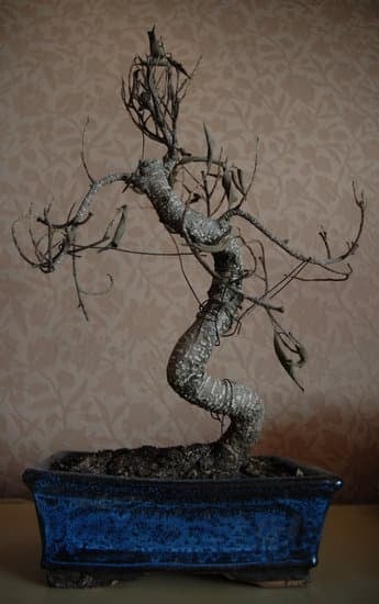 Regalare Bonsai 1 un gesto di serenità e bellezza per un regalo indimenticabile