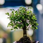 Bonsai Glicine Come Si Fa consigli pratici per principianti e esperti