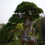 Bonsai Ulivo Bomboniera Regala un tocco di natura con un bonsai ulivo bomboniera unico e speciale per ogni occasione