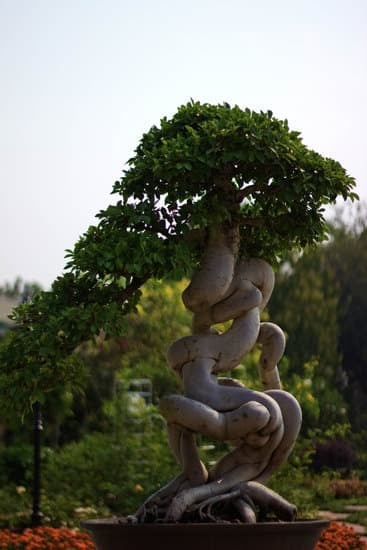 Regala un tocco di natura con un bonsai ulivo bomboniera unico e speciale per ogni occasione