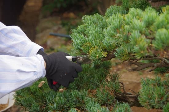 Tipi Di Bonsai Significato 1 Scopri i vari tipi di bonsai e il loro significato per creare un giardino zen unico