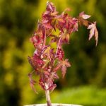 Bonsai Acero Rosso Cura consigli pratici e segreti per farlo prosperare