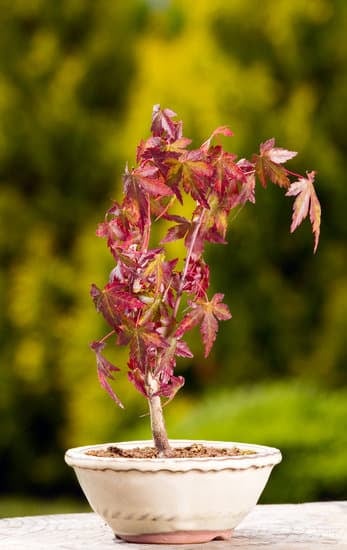 Bonsai Acero Rosso Cura 1 consigli pratici e segreti per farlo prosperare