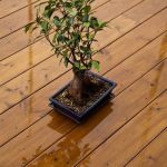 Bonsai Piu Costoso Al Mondo un capolavoro unico da ammirare con orgoglio nel tuo giardino
