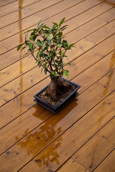 Bonsai Piu Costoso Al Mondo 1 un capolavoro unico da ammirare con orgoglio nel tuo giardino
