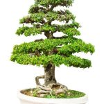 Come Fare Un Bonsai Di Quercia passo dopo passo per creare una meraviglia naturale