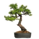 Castagno Bonsai consigli su potatura e esposizione ideale