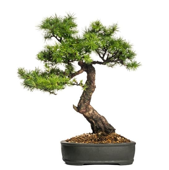 Castagno Bonsai 1 consigli su potatura e esposizione ideale