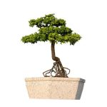 Segui le indicazioni per coltivare un bonsai con cura e passione, otterrai risultati sorprendenti