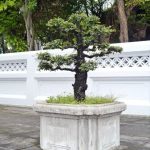Scopri i segreti della cura bonsai ginseng per un giardino rigoglioso e in salute