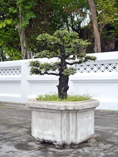 Scopri i segreti della cura bonsai ginseng per un giardino rigoglioso e in salute