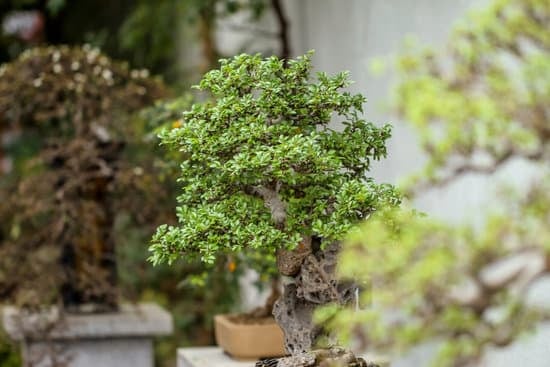 Bonsai Ficus Retusa Cura 1 potatura accurata e adeguata esposizione alla luce