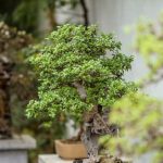 Negozio Bonsai Torino scopri le nostre piante uniche e la nostra esperienza